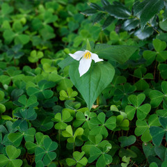 Trillium in full bloom in a field of oxalis shamrocks in the forest
