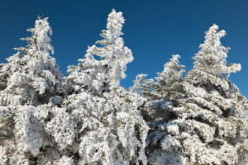 Pine trees covered by snow