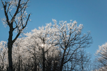 Sun Rays Through the Icy Covered Trees in Winter After a Snow Storm