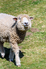 Shaggy white sheep walking in a pasture on a sunny day