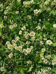 White clover trefoil
