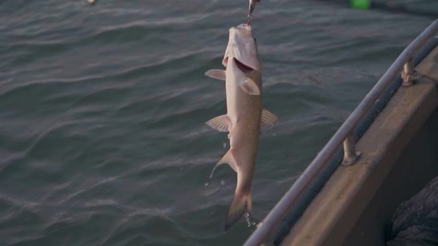 Fisherman raises a predatory asp from the water in slow motion