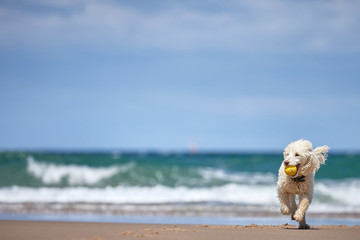 Miniature Poodle pedigree dog running and playing fetch with a yellow ball on the beach. Space for copy text and great cover image.