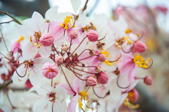 Rainbow Shower Tree, Java Cassia, Good Luck Tree