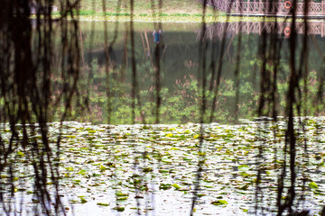 Reflections of the trees in the lake in the park