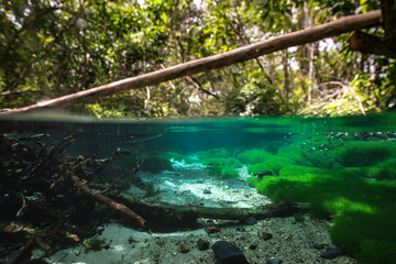 Nobres diving
