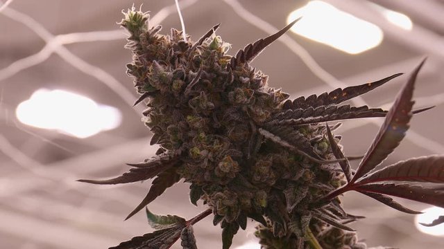 Main Cola Apical Bud of Cannabis Plant With Trichomes Stigma Pistil Fan Leaves Blooming Flower
