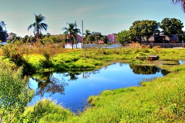 Obraz premium Overgrown landscapes in Florida state
