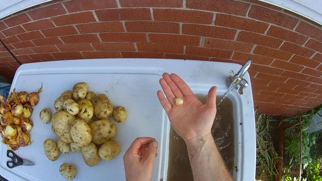 Home gardening - First person perspective of very tiny potato from own grown back yard garden being hand washed in patio sink under tap water.