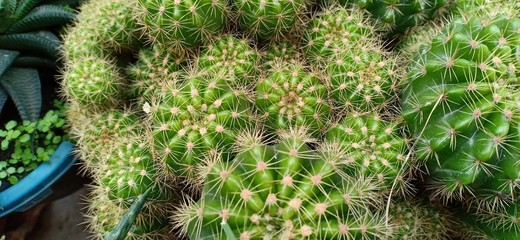 green cactus flowers planted in the yard of the house