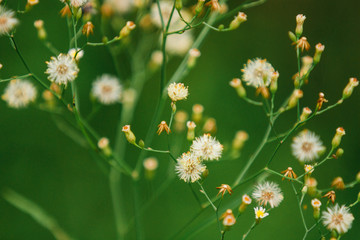 Dandelions blooming in the park