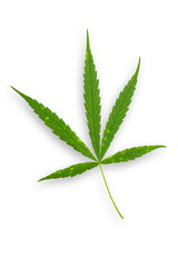  Cannabis leaves. Background with marijuana isolated on white background. Copy space. green cannabis leaf drug marijuana herb Background.