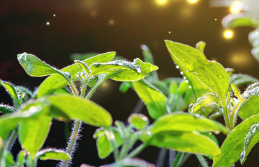 Green plant growth, tomato, young sprout and natural light. Seedlings. Ecology, business, Earth Day, organic crop production.
