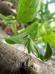 Praying mantis in the garden of the house.