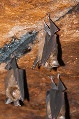 Hipposideros armiger (great roundleaf bat).