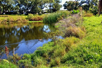 Overgrown landscapes in Florida state