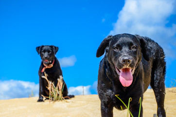 Walk with the labrador brothers in the dunes of Florianópolis.