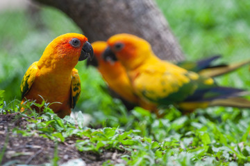 Sun conure parakeet (Aratinga solstitialis)