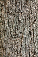 Pattern of teak bark surface.