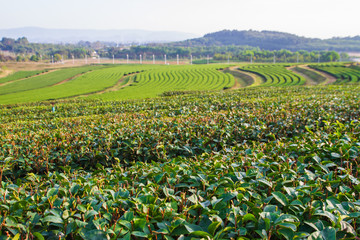 Fototapeta na wymiar Green tea plantation. Tre fields.