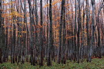 autumn in beech forest