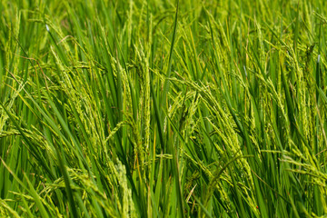 The grain in the green field.