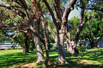 Overgrown landscapes in Florida state