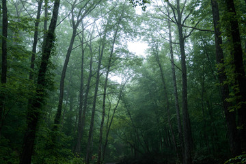 morning in the forest