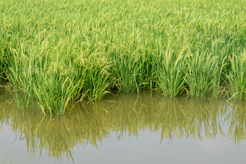 Fresh green jasmine rice fields.