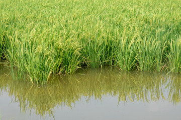 Fototapeta premium Fresh green jasmine rice fields.