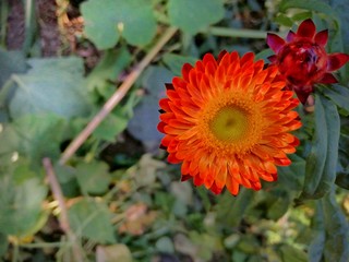 flowers in the garden