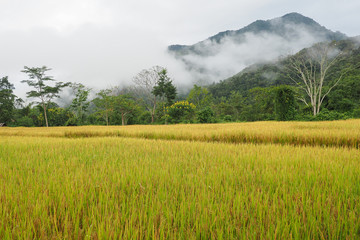 Rice grains is ready to be harvested in an organic field.
