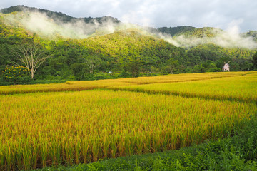 Rice grains is ready to be harvested in an organic field.