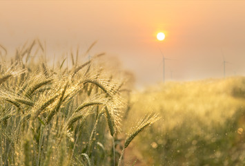 golden barley wheat field with wind turbine is background 