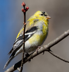 Fototapeta premium America goldfinch sitting on branch with springtime blossoms