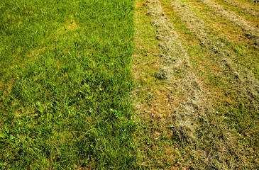 grass mowing care