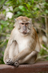 Long-tailed Macaque on the railing