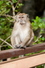 Naklejka na ściany i meble Long-tailed Macaque on the railing