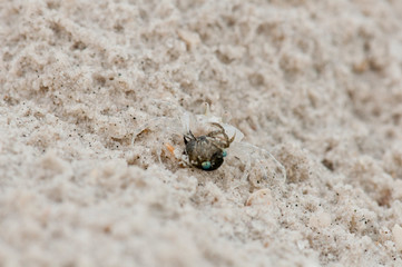 Small crab on the beach at Langkawi, Malaysia