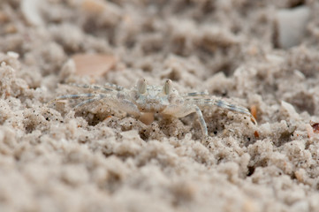 Small crab on the beach at Langkawi, Malaysia