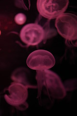 Obraz premium Close-up Jellyfish, Medusa in fish tank with neon light. Jellyfish is free-swimming marine coelenterate with a jellylike bell- or saucer-shaped body that is typically transparent.