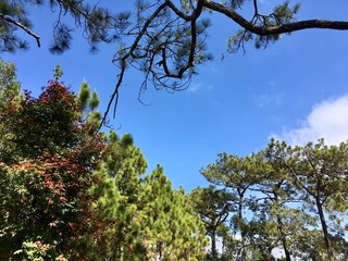 Scenery of colorful blooming tree on blue sky in spring season