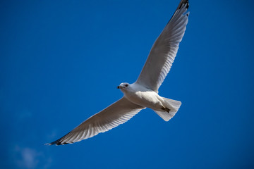 Fototapeta na wymiar Seagull with outstretched wings seen in a blue sky