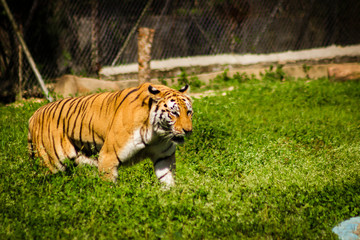 Tigre caminando
