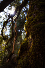 Obraz premium tree in forest