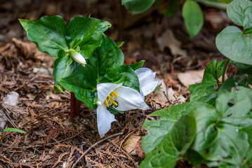 Native northwest trilliums growing in the woods, white spring flowers
