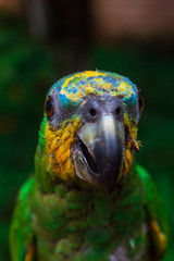 green bird parrot in nature