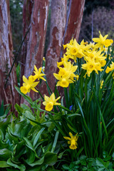 Classic bright yellow daffodils blooming in a garden in front of a tree