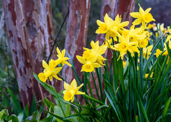 Classic bright yellow daffodils blooming in a garden in front of a tree