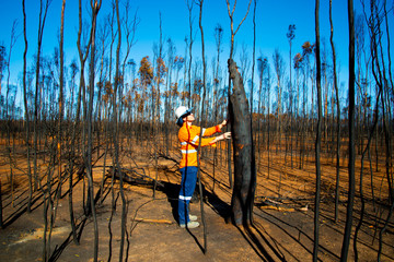 Bush Fire Environmental Damage in Australia